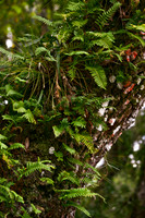 resurection fern