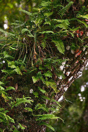 resurection fern
