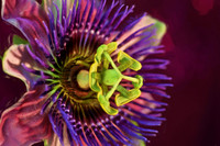 passionflower pink background painting_Painting