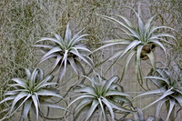 silver bromeliads