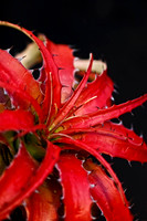 red bromeliiad with black background vertical