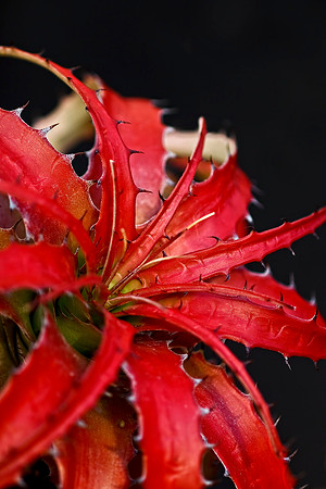 red bromeliiad with black background vertical