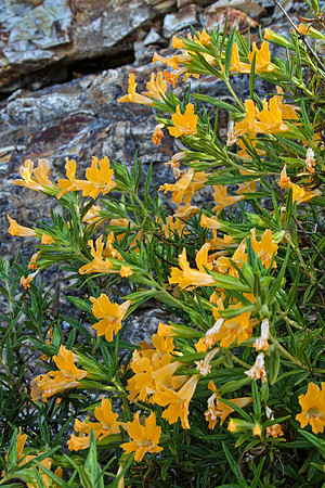 dark yellow wild flowers