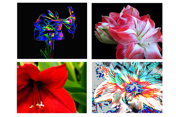 amaryllis grouping