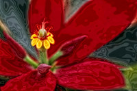 small poinsettia se 2
