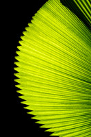 palm leaf