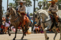 horse photography