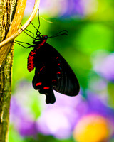 black butterfly