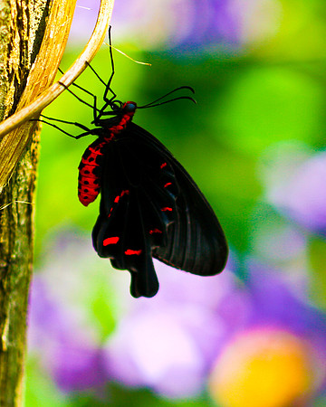 black butterfly