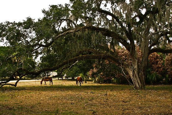 horses under tree