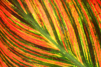 canna leaf
