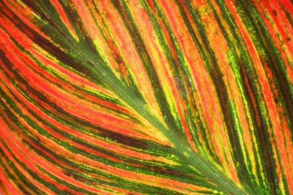 canna leaf