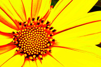 mex sunflower curves