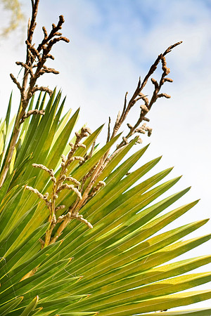 copernicia maroglosaa palm