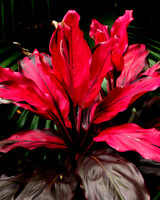 ti plant