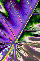 leaf close-up