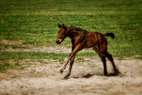 bay foal running se
