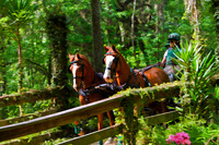 pair of horses on bridge se