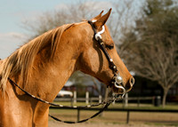 horse photography