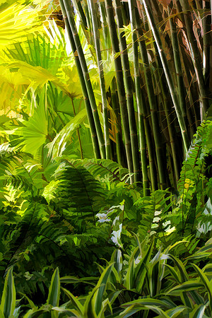 bamboo and palms se