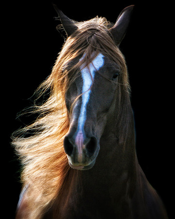 horse photography