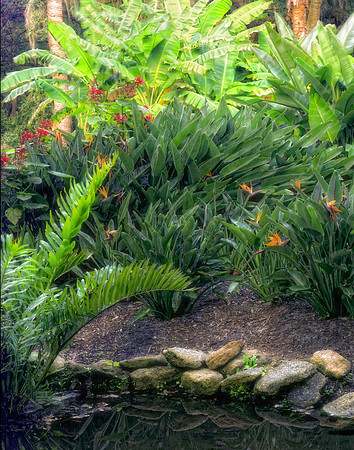 wash oaks tropical