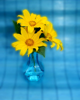 3 daisies