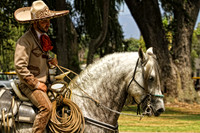 horse photography