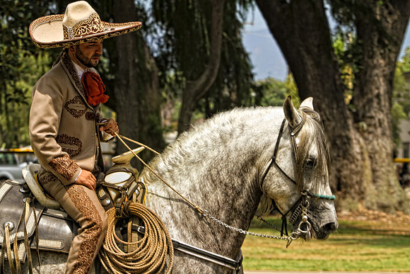 horse photography