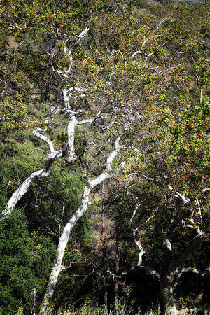 tree with white bark