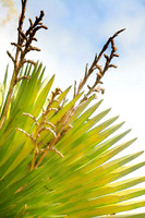 copernicia maroglosaa palm se
