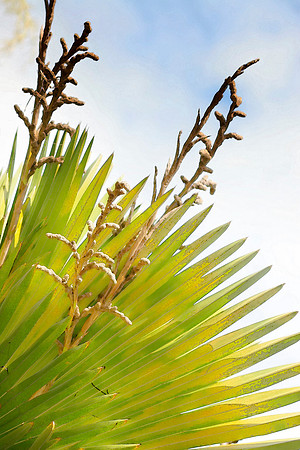 copernicia maroglosaa palm se