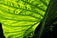 elephant ear