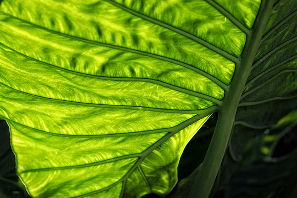 elephant ear