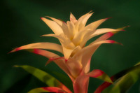 white and pink bromeliad