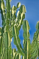 cactis with blue sky se
