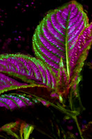 strobe plant se_Painting