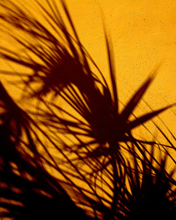 palm shadow