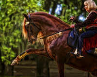 horse photography