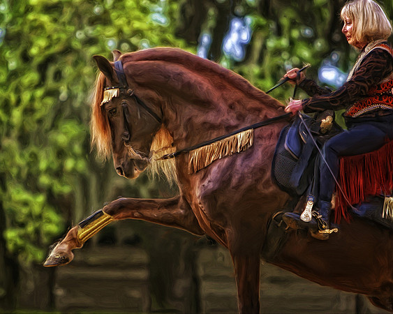 horse photography