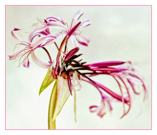 crinum lily with stroke