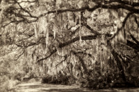 island trees with moss se lightened