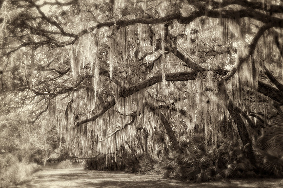 island trees with moss se lightened