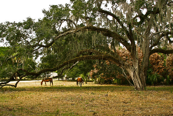 horses under tree