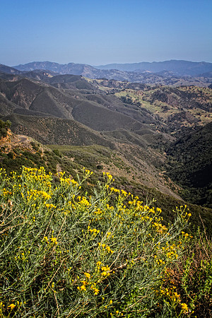 mountain view with yellow flowers