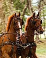 two chestnuts