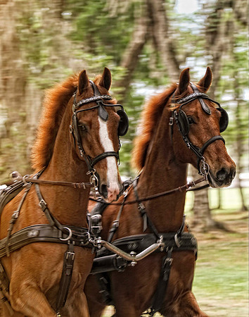 two chestnuts