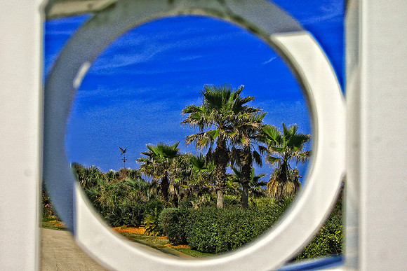 circle with palm trees