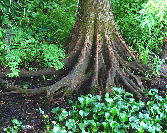 cypress tree