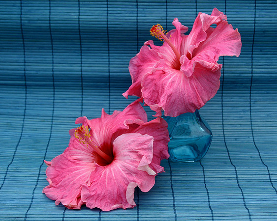 2 big pink hibiscus